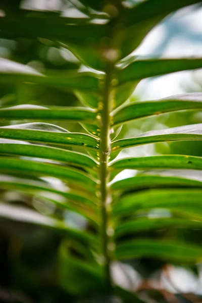 Botanik Bahçesindeki Egzotik Tropikal Eremospatha Bitkileri Yeşil Parkta Nadir Cycadopsida — Stok fotoğraf