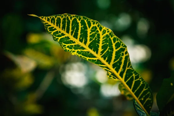 植物园中生长着奇异的热带绿色植物 绿色园中生长着稀有的椰子树或椰子树 叶色艳丽 叶色艳丽 有黄色口音 — 图库照片