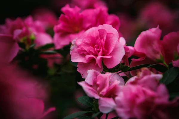 Όμορφα Ροζ Λουλούδια Rhododendron Ανθίζουν Βοτανικό Κήπο Εξωτικό Λαμπραντόρ Τσάι — Φωτογραφία Αρχείου