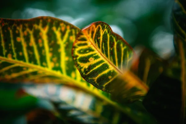 Εξωτικά Τροπικά Πράσινα Φυτά Πλατιά Φύλλα Αναπτύσσονται Βοτανικό Κήπο Σπάνιες — Φωτογραφία Αρχείου