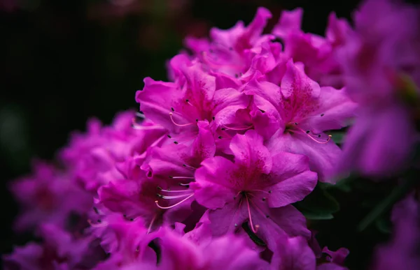 Belles Fleurs Pourpres Rhododendron Poussent Dans Jardin Botanique Exotique Pinxterbloom — Photo