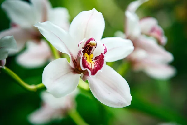 Όμορφα Λουλούδια Orchidea Ανθίζουν Στο Βοτανικό Κήπο Εξωτικό Λευκό Λουλούδι — Φωτογραφία Αρχείου