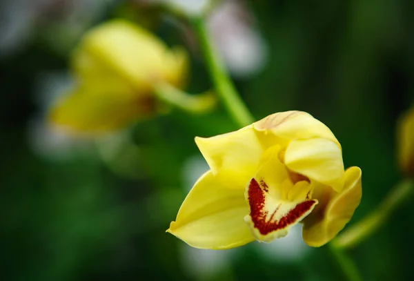Όμορφα Κίτρινα Άνθη Ορχιδέας Φυτρώνουν Στον Βοτανικό Κήπο Εξωτικό Λουλούδι — Φωτογραφία Αρχείου
