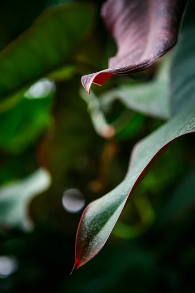Plantas Exóticas Color Verde Tropical Con Hojas Anchas Crecen Jardín — Foto de Stock
