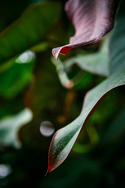 植物園では 広い葉を持つエキゾチックな熱帯緑の植物が成長します 緑の公園で成長する珍しいコディアエウムバリエガテウムまたはコロシアス — ストック写真