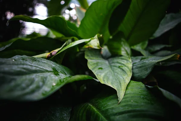 Piante Esotiche Tropicali Verdi Con Foglie Larghe Crescono Nel Giardino — Foto Stock