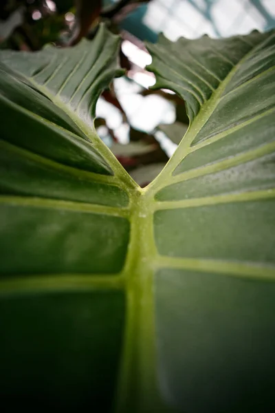 Exotic Tropical Green Plants Wide Leaves Grow Botanical Garden Rare — Stock Photo, Image