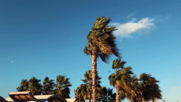 Palm Trees Kite Beach Dubai Uae Video Clip Evergreen Palms — Stock Video