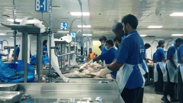 Dubai Février 2020 Marché Aux Poissons Bord Mer Dans Quartier — Video