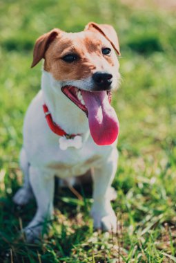 Yeşil parkta ağır nefes alan küçük Jack Russell 'ın portresi. Köpekçik pembe dilli kameraya bakıyor. Şirin küçük bir evcil köpek, aile ve çocuklar için iyi bir arkadaş. Dost canlısı ve neşeli köpek cinsi.
