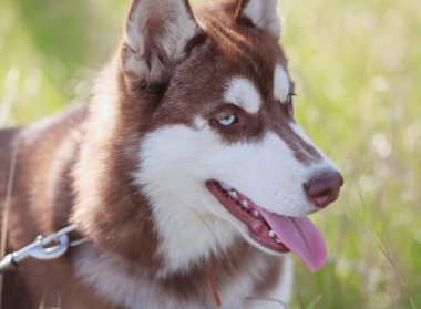 Ağır nefes alan Sibirya köpeğinin portresi. Kahverengi kürk ve parlak mavi gözler. Şirin bir aile, aile ve çocuklar için iyi.