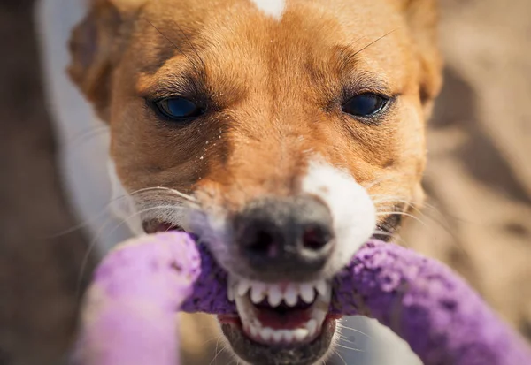 Propietario Jugando Con Pequeño Cachorro Jack Russell Con Tirador Juguete —  Fotos de Stock