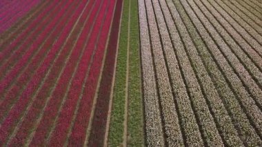 Hollanda 'daki lale tarlalarının hava aracı görüntüleri.