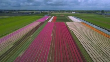Hollanda 'daki lale tarlalarının hava aracı görüntüleri.