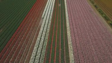 Hollanda 'daki lale tarlalarının hava aracı görüntüleri.