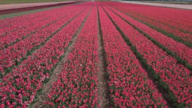 Hollanda 'daki lale tarlalarının hava aracı görüntüleri.