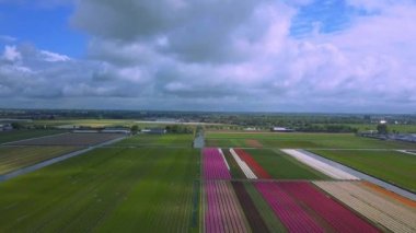 Hollanda 'daki lale tarlalarının hava aracı görüntüleri.