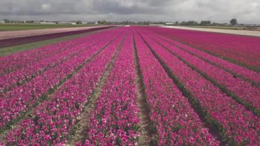 Hollanda 'daki lale tarlalarının hava aracı görüntüleri.