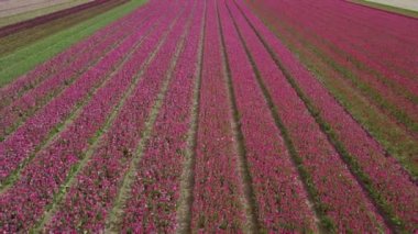 Hollanda 'daki lale tarlalarının hava aracı görüntüleri.