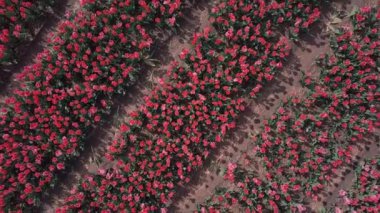 Hollanda 'daki lale tarlalarının hava aracı görüntüleri.