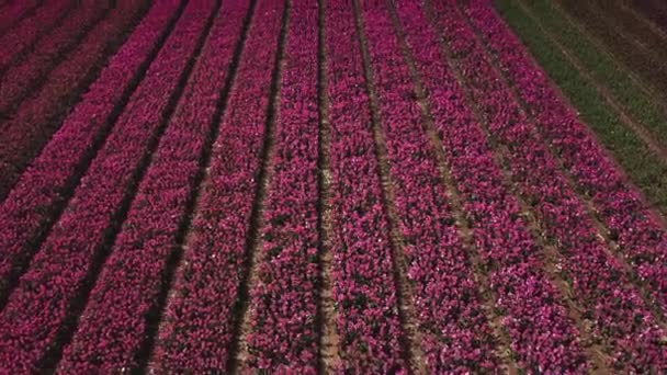 Letecké Záběry Tulipánových Polí Nizozemsku — Stock video