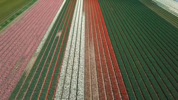 Aerial Drone Footage Tulip Fields Netherlands — Stock Video