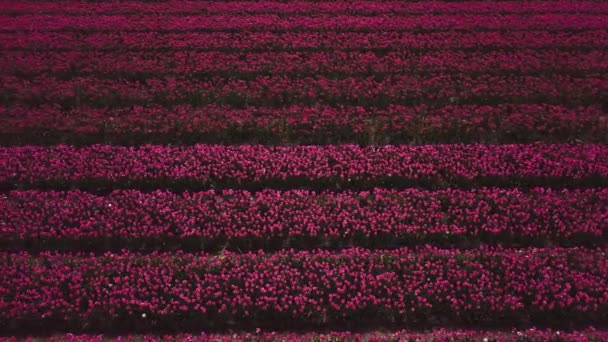 Luchtfoto Drone Beelden Van Tulpenvelden Nederland — Stockvideo