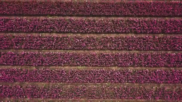 Aerial Drone Footage Tulip Fields Netherlands — Stock Video