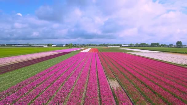オランダのチューリップ畑の空中ドローン映像 — ストック動画