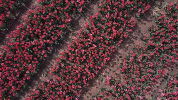 オランダのチューリップ畑の空中ドローン映像 — ストック動画