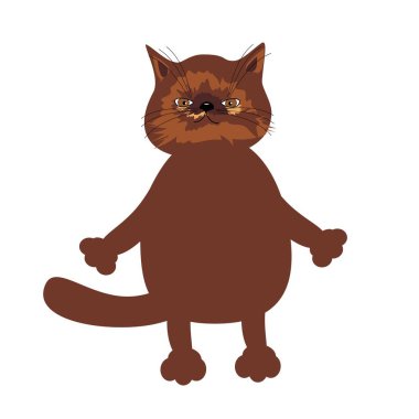 Beyaz yalıtılmış güzel İran kedisi