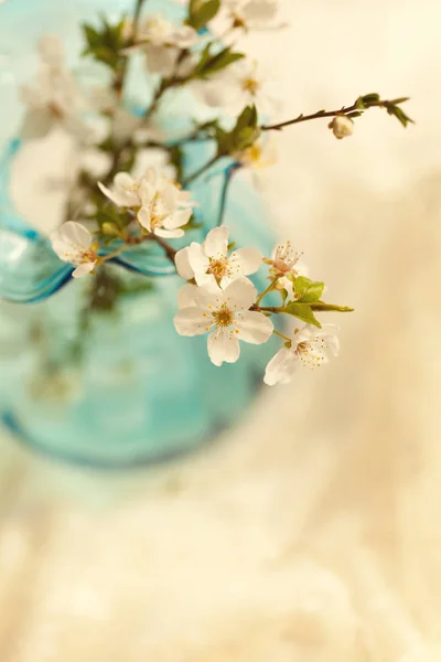 Spring Flowers Blossom Outdoor — Stock Photo, Image