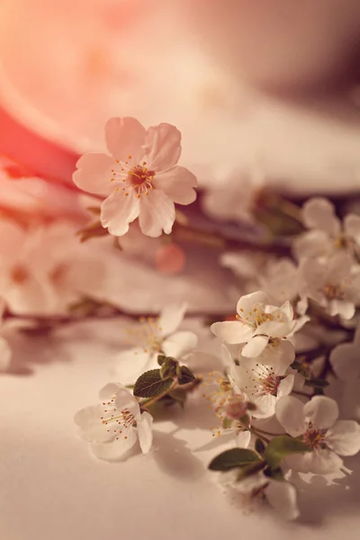 Ніжні Весняні Квіти Заході Сонця — стокове фото