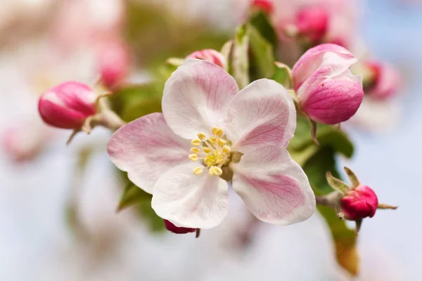 Flores Primavera Flor Livre — Fotografia de Stock