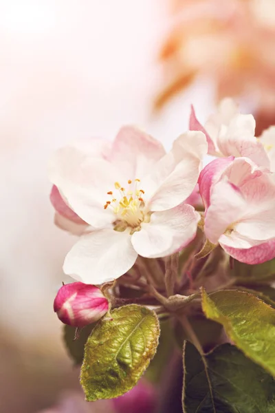 Bunga Bunga Musim Semi Mekar Luar — Stok Foto