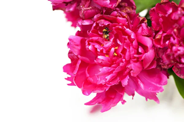 Perfecte Roze Pioenrozen Geïsoleerd Wit — Stockfoto