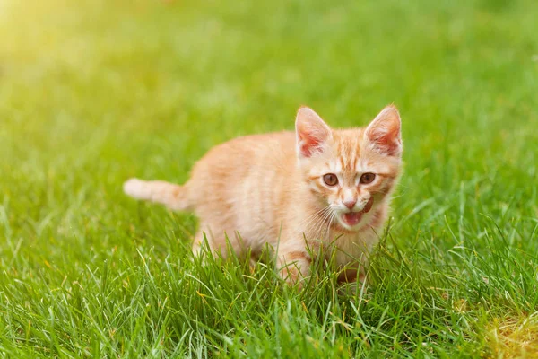 Pequeno Gatinho Gengibre Bonito — Fotografia de Stock