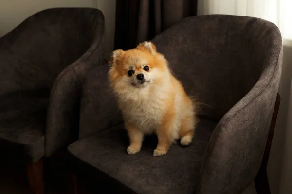 Cão Pomeranian Spitz Sorrindo Peludo Casaco Sentado Casa — Fotografia de Stock