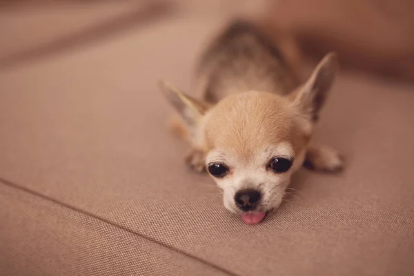 Portrait Little Chihuahua — Stock Photo, Image