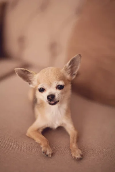 Portrait Little Chihuahua — Stock Photo, Image