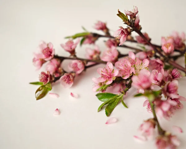 Ramo Pêssego Florido Fundo Branco Primavera Foto Conceito — Fotografia de Stock