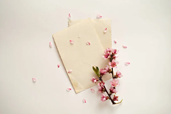 Old Photos White Background Decorated Blossoming Peach Branch — Stock Photo, Image