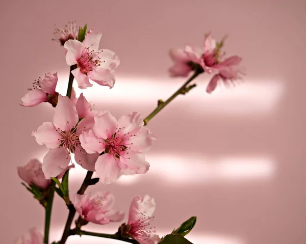 Цветущие Персиковые Ветви Розовом Фоне Солнечным Светом — стоковое фото