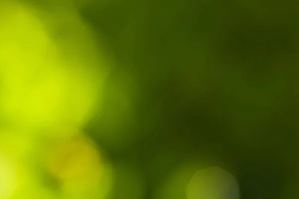 Natural Abstract Green Blurred Background Sunlight — Stock Photo, Image