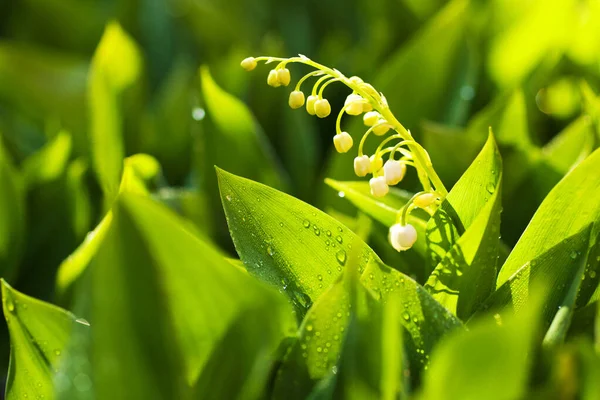 Lirio Floreciente Del Valle Sobre Fondo Foliag Verde Brillante —  Fotos de Stock