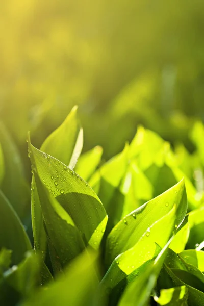 Cerrar Vista Naturaleza Hoja Verde Jardín Primavera Bajo Luz Del —  Fotos de Stock