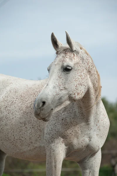 Portrait de cheval arabe blanc — Photo