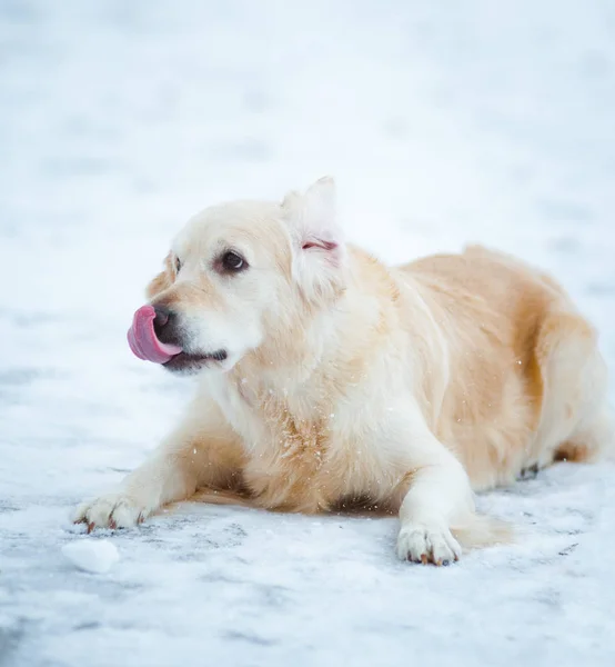 Golden retriever no inverno — Fotografia de Stock