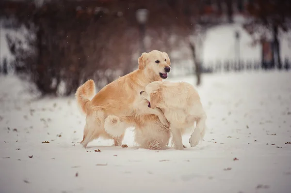 Playing golden retrievers in winter day — Stock Photo, Image