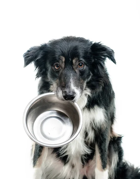 Głodny pies na białym tle — Zdjęcie stockowe
